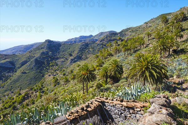 House ruin and Canary Island date palms (Phoenix canariensis)