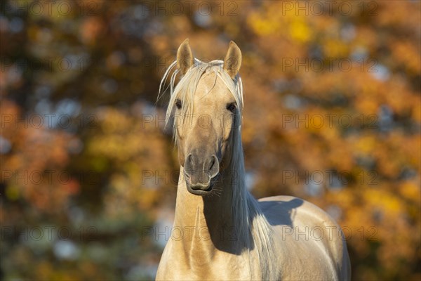 Portrait Iberian young stallion in autumn