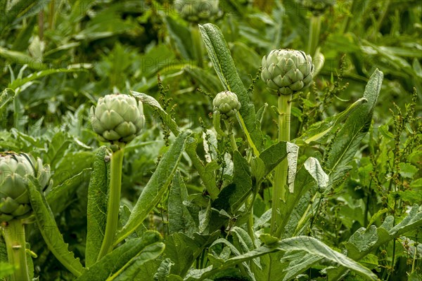 Field of artichokes (Cynara scolymus)