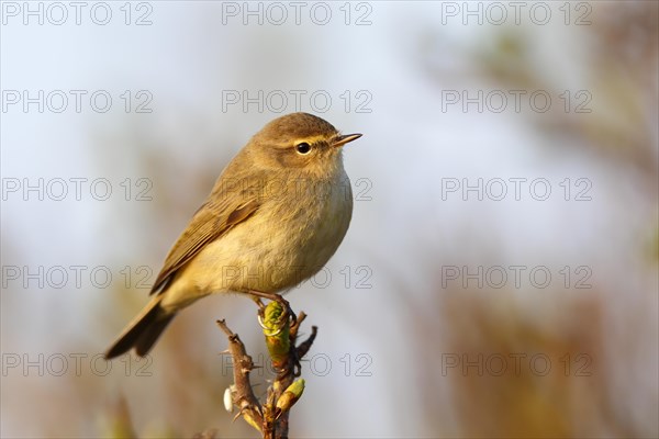 Willow warbler (Phylloscopus trochilus) sits the Singwarte