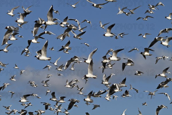 Black-headed gull (Chroicocephalus ridibundus) and Sandwich Tern (Thalasseus sandvicensis)