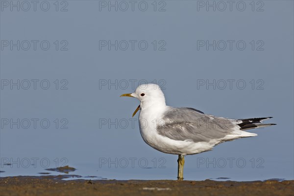 Common gull (Larus canus) with open beak stands in shallow water at the edge of the mudflats
