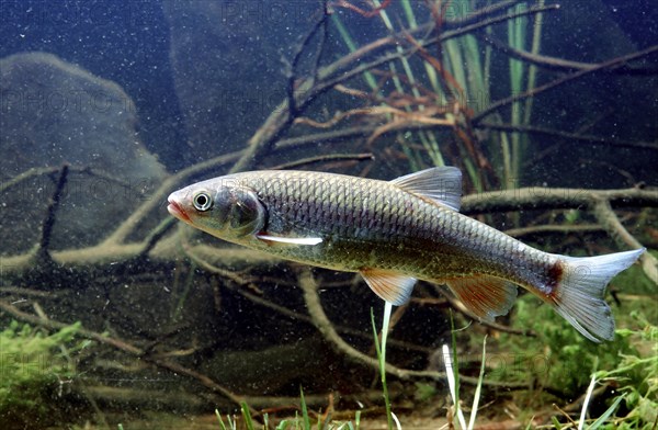 European Chub (Leuciscus cephalus)