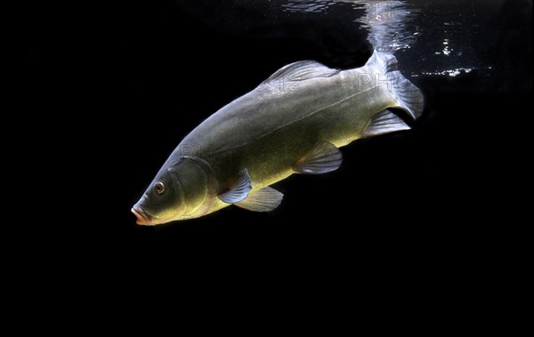 Tench or doctor fish (Tinca tinca)