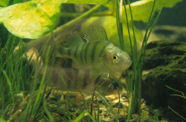 European perch