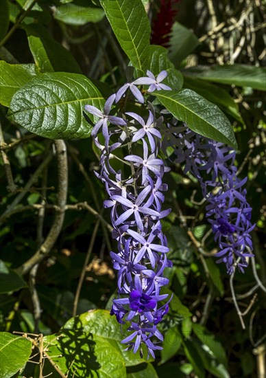 Petrea Volubilis flowers