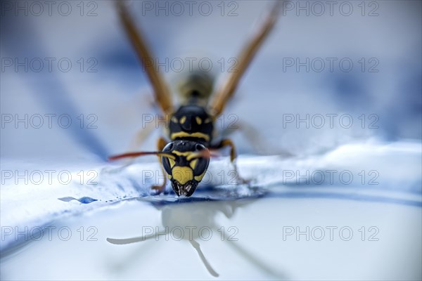 German wasp (Vespula germanica) eats at a drop of honey on a plate