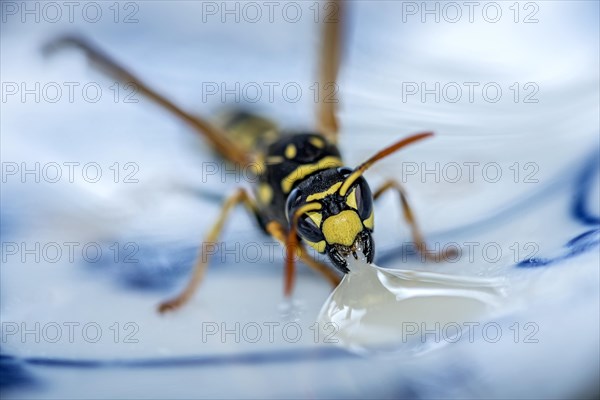 German wasp (Vespula germanica) eats at a drop of honey on a plate