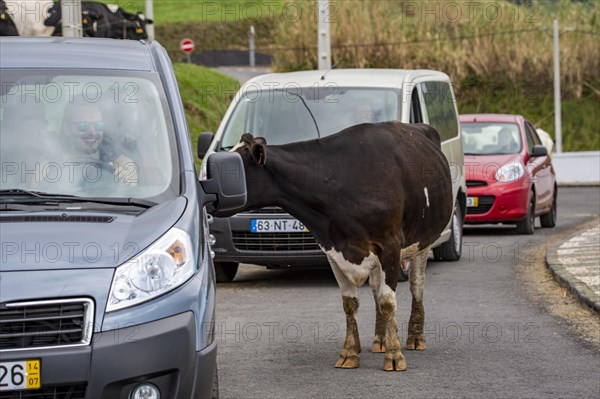 Cow curiously looks through the window into a car
