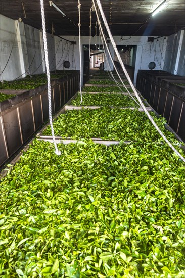 Conveyor belt in the tea museum Cha Gorreana