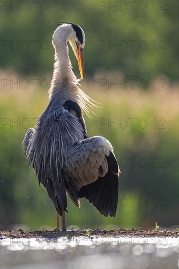 Grey heron (Ardea cinerea) sunbathing and feather care