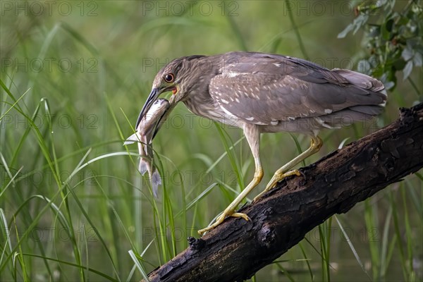 Black-crowned night heron (Nycticorax nycticorax) Young bird