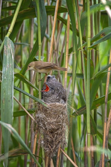 Common cuckoo (Cuculus canorus) with host bird Reed warbler (Acrocephalus scirpaceus) Middle Elbe Biosphere Reserve