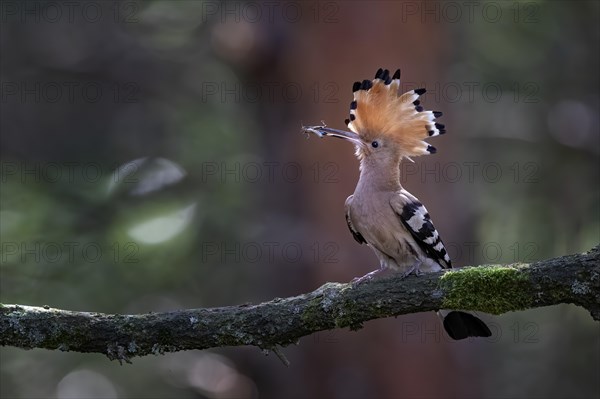 Hoopoe (Upupa epops) with Blue-winged Grasshopper (Oedipoda caerulescens)