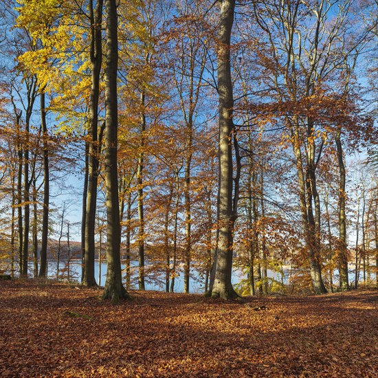 Untouched beech forest in autumn