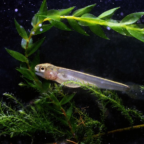 Brown trout (Salmo trutta fario)