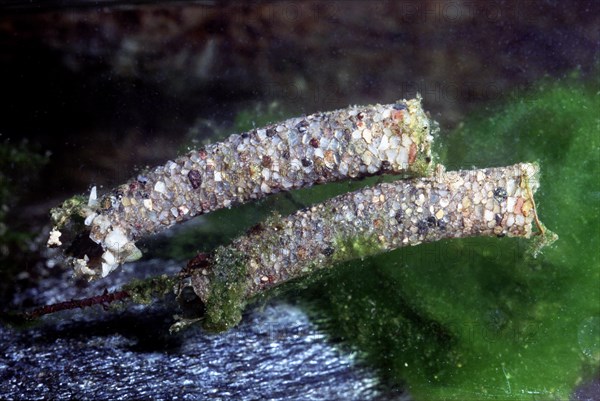 Caddisflies larva