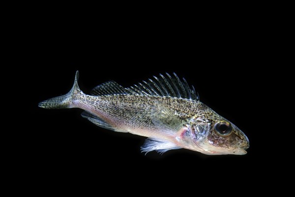 Eurasian ruffe (Gymnocephalus cernuus)