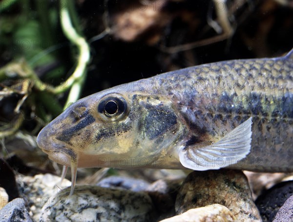 Gudgeon (Gobio gobio)