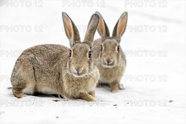 European or common rabbits (Oryctolagus cuniculus) on Baltic Sea dunes