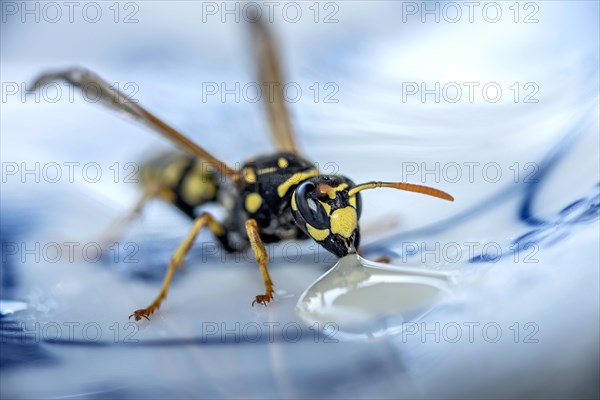 German wasp (Vespula germanica) eats at a drop of honey on a plate