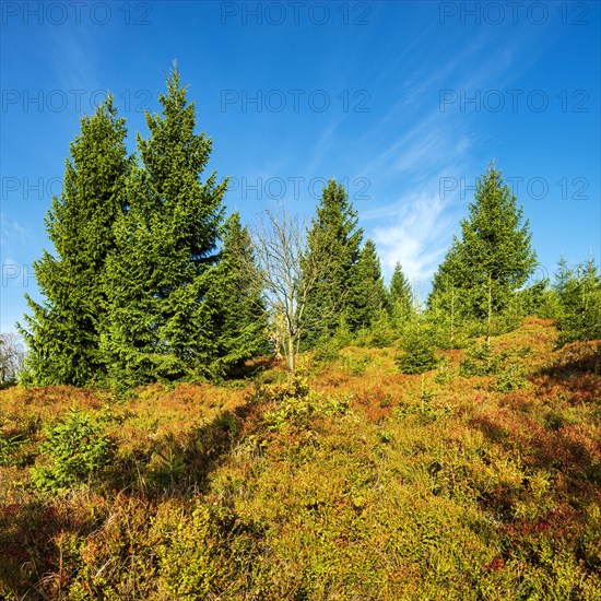 High moor on the ridge of the Erzgebirge with spruces and blueberry bushes in autumn