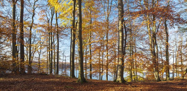 Untouched beech forest in autumn