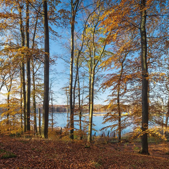 Untouched beech forest in autumn