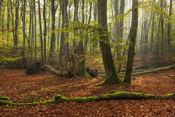 Untouched beech forest in autumn