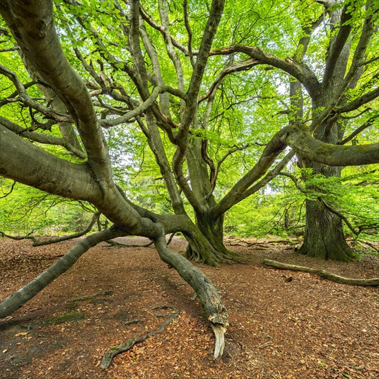 Giant intergrown beech (Fagus sylvatica) and oak (Quercus robur) in a former hut forest in spring