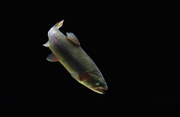 Rainbow trout (Salmo gairdneri)