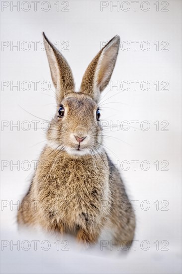 European or common rabbits (Oryctolagus cuniculus) on Baltic Sea dunes