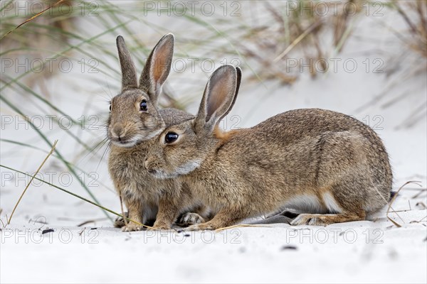 European or common rabbits (Oryctolagus cuniculus) on Baltic Sea dunes