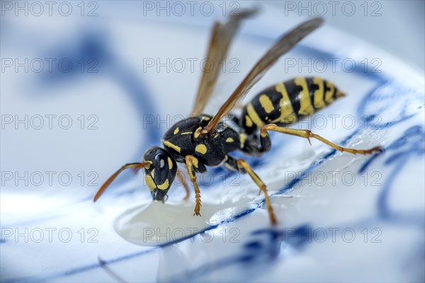 German wasp (Vespula germanica) eats at a drop of honey on a plate