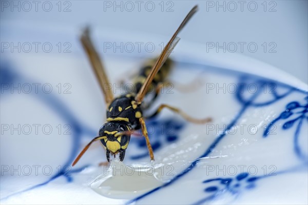 German wasp (Vespula germanica) eats at a drop of honey on a plate