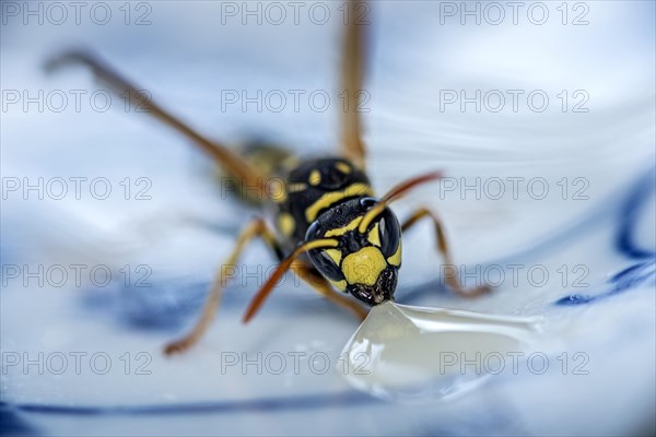 German wasp (Vespula germanica) eats at a drop of honey on a plate