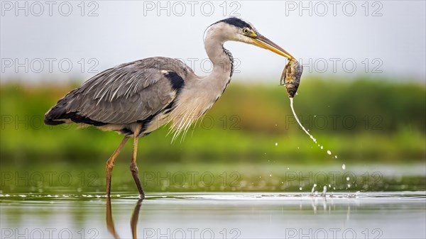 Grey heron (Ardea cinerea) hunting on the lake