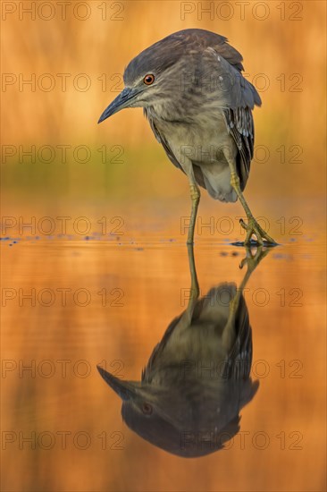 Black-crowned night heron (Nycticorax nycticorax) Young bird at sunset