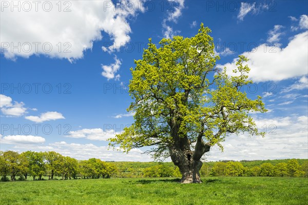 Meadow with old gnarled solitary oak (Quercus robur) in spring under a blue sky