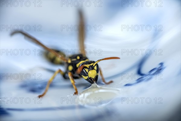 German wasp (Vespula germanica) eats at a drop of honey on a plate