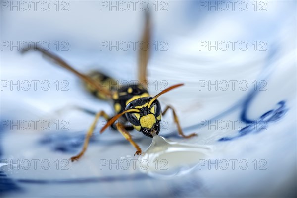 German wasp (Vespula germanica) eats at a drop of honey on a plate