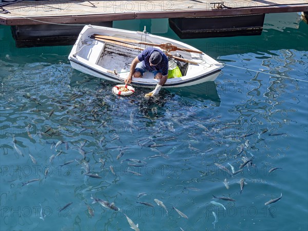 Man in boat feeding fish at the port of San Sebastian