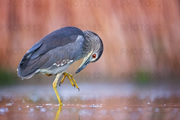 Black-crowned night heron (Nycticorax nycticorax) Young bird at sunset