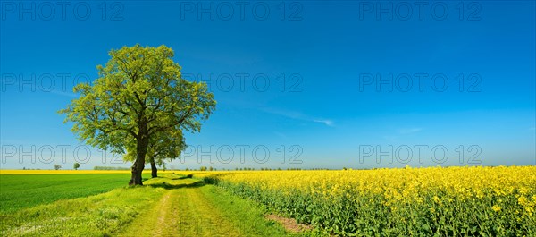 Cultural landscape in spring