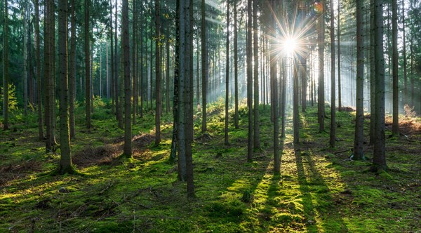 Light-flooded spruce forest