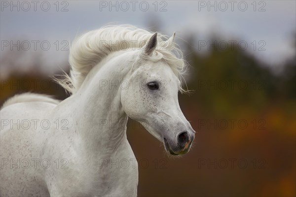 Thoroughbred Arabian grey stallion in autumn