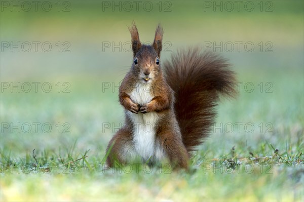 Eurasian red squirrel (Sciurus vulgaris) stands upright