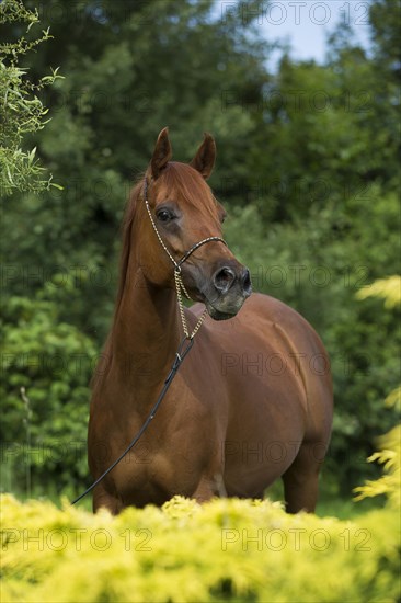 Portrait of a thoroughbred Arabian chestnut mare