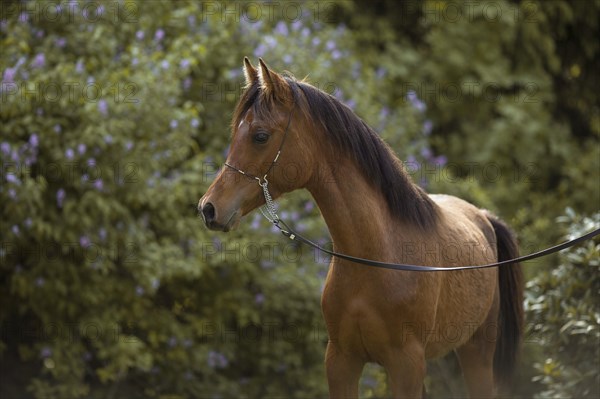 young thoroughbred Arabian stallion