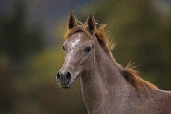 Young thoroughbred Arabian stallion in autumn